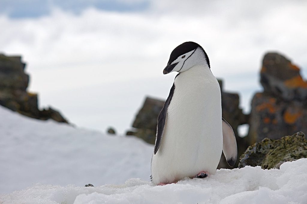 A Chinstrap penguin stands on a snow-covered rocky terrain in Antarctica, showcasing its natural habitat.